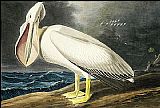 John James Audubon Canvas Paintings - American White Pelican i